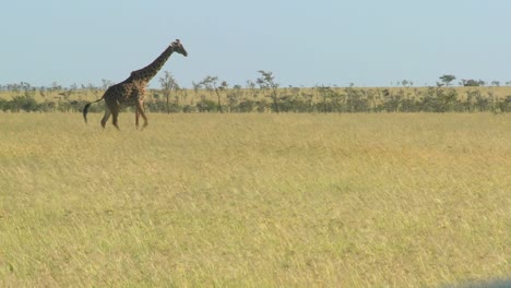 A-giraffe-crosses-a-golden-savannah-in-Africa
