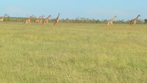 Giraffes-cross-a-golden-savannah-of-grass-in-Africa