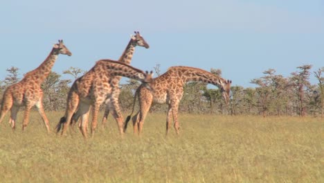 Giraffes-walk-through-golden-grasslands-in-Africa