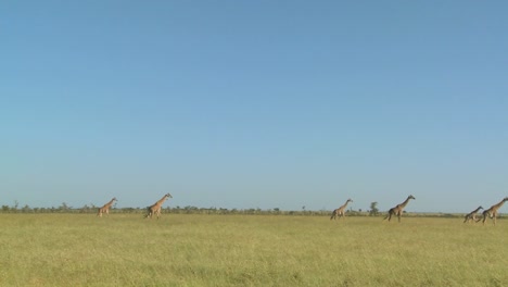 Giraffes-walk-in-the-distance-across-the-African-savannah