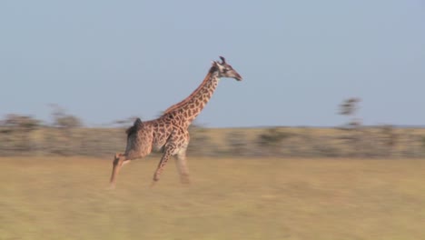 A-giraffe-runs-across-the-savannah-in-Africa