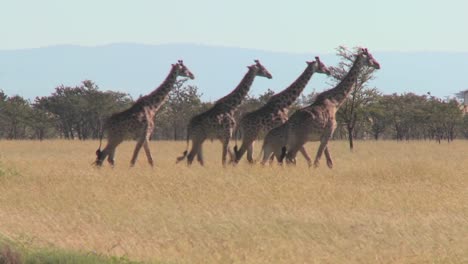 Giraffes-walk-across-the-plains-of-Africa