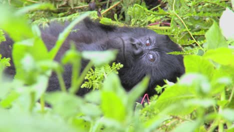 A-mountain-gorilla-sits-in-the-jungle-greenery-on-a-volcano-in-Rwanda-1
