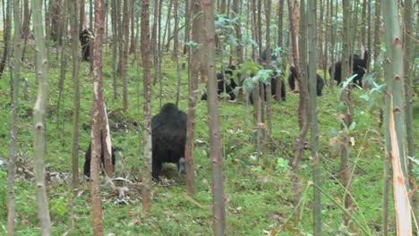 Berggorillas-Fressen-In-Einem-Eukalyptushain-In-Ruanda