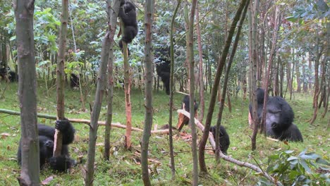 Berggorillas-In-Einem-Eukalyptushain-In-Ruanda