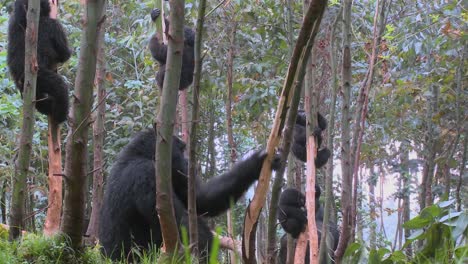 Berggorillas-Werden-High,-Nachdem-Sie-Den-Saft-Von-Eukalyptusbäumen-In-Ruanda-Gegessen-Haben-4