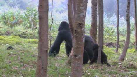 Ein-Männlicher-Silberrückengorilla-Spaziert-Mit-Babys-Durch-Den-Dschungel-Ruandas