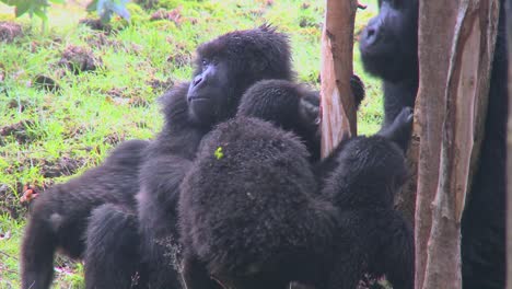 Eine-Familie-Von-Berggorillas-In-Ruanda