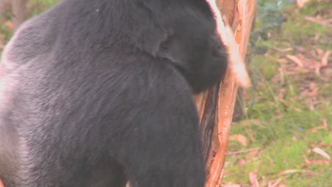 Ein-Großer-Berggorilla-Greift-In-Ruanda-Einen-Eukalyptus-An