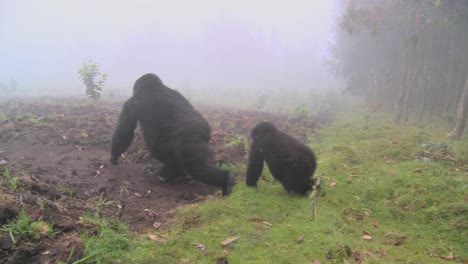 Gorilla-and-baby-walk-through-farmers-fields-in-the-mist-in-Rwanda