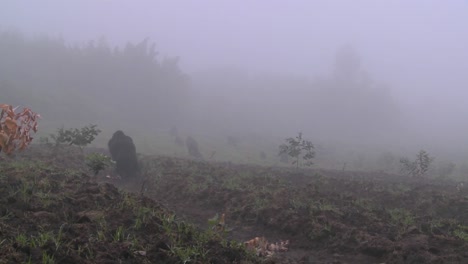 Gorila-Y-Bebé-Caminan-Por-Los-Campos-De-Agricultores-En-La-Niebla-En-Ruanda-1