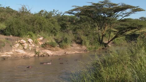 A-wide-shot-of-a-río-in-Africa-filled-with-hippos