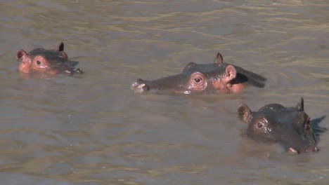 Several-hippos-peer-out-of-the-muddy-water-of-a-river-in-Africa