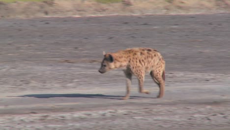 Eine-Hyäne-Geht-Eine-Straße-In-Der-Savanne-Afrikas-Entlang