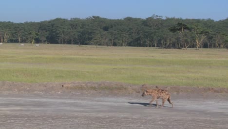Eine-Hyäne-Läuft-In-Dieser-Reiseaufnahme-Eine-Straße-In-Der-Savanne-Afrikas-Entlang