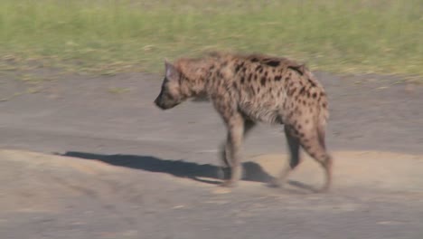 Eine-Hyäne-Geht-Eine-Straße-Entlang-In-Der-Savanne-Afrikas-1