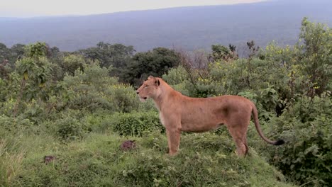 A-female-lion-poses-proudly-against-mountains-in-Africa
