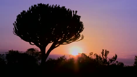 Ein-Wunderschöner-Sonnenuntergang-Mit-Einem-Kaktusbaum-In-Ostafrika