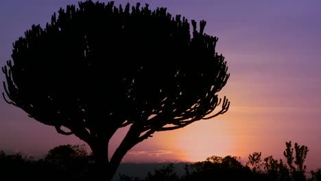 Ein-Wunderschöner-Sonnenuntergang-Hinter-Einem-Kaktusbaum-In-Der-Savanne-Ostafrikas