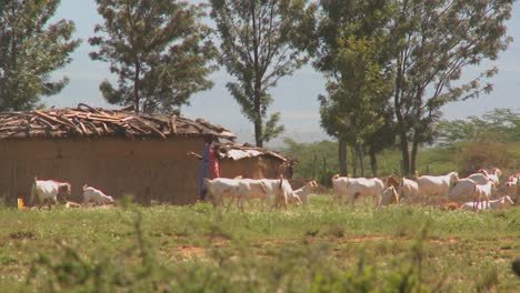 Massai-Stammesangehörige-Hüten-Ihr-Vieh-Vor-Einem-Dorf-In-Keniaken