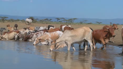 Kühe-Und-Rinder-Trinken-Aus-Einer-Wasserstelle-In-Afrika