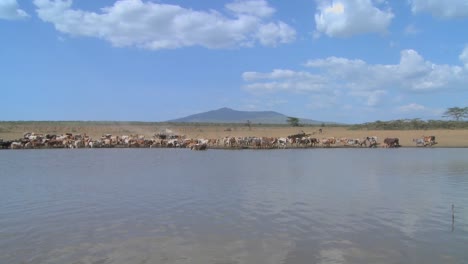 Eine-Weite-Aufnahme-Einer-Wasserstelle-In-Afrika-Mit-Rindern-In-Ferne