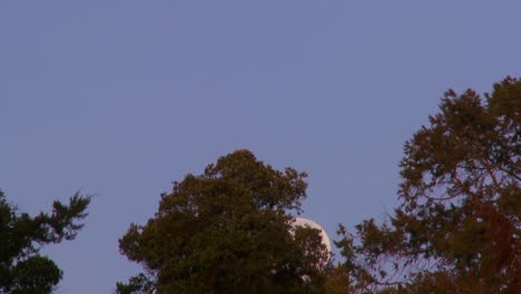 The-full-moon-rises-over-the-treetops-against-a-purple-sky-in-this-time-lapse-shot