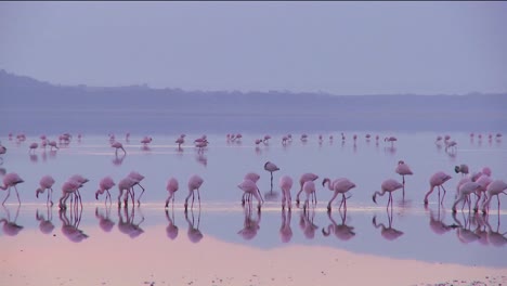 Beautiful-footage-of-pink-flamingos-in-early-morning-light-on-Lake-Nakuru-Kenya