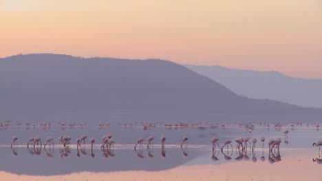 Beautiful-footage-of-pink-flamingos-in-early-morning-light-on-Lake-Nakuru-Kenya-2