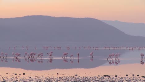 Beautiful-footage-of-pink-flamingos-in-early-morning-light-on-Lake-Nakuru-Kenya-3