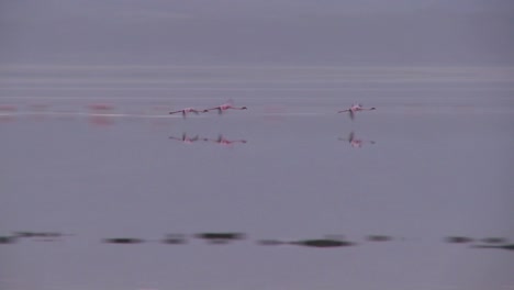 Flamingos-flying-over-Lake-Nakuru-Kenya
