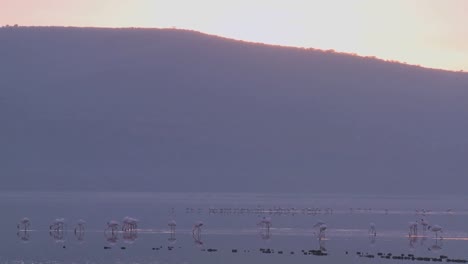 Flamingos-walk-on-Lake-Nakuru-Kenya