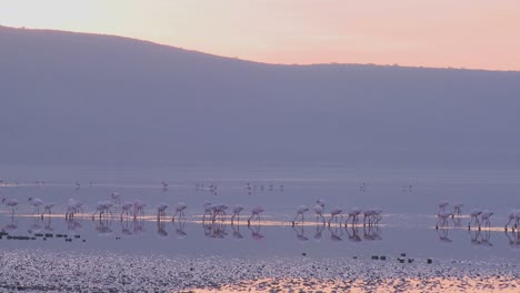 Beautiful-footage-of-pink-flamingos-in-early-morning-light-on-Lake-Nakuru-Kenya-4