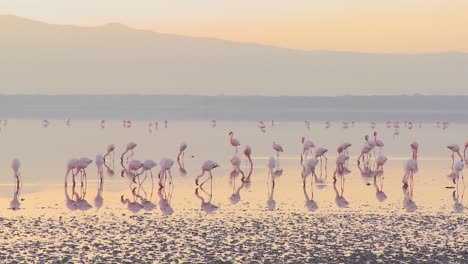Beautiful-footage-of-pink-flamingos-in-early-morning-light-on-Lake-Nakuru-Kenya-6