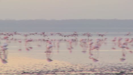 Pink-flamingos-fly-across-Lake-Nakuru-Kenya