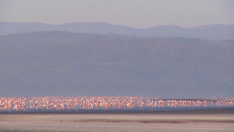 Beautiful-footage-of-pink-flamingos-in-early-morning-light-on-Lake-Nakuru-Kenya-7