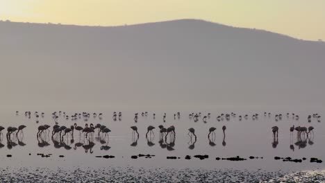 Beautiful-silhouetted-footage-of-pink-flamingos-in-early-morning-light-on-Lake-Nakuru-Kenya