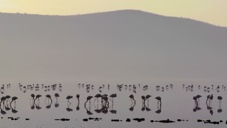 Silhouetten-Von-Flamingos-Am-Lake-Nakuru-Kenia-Bei-Sonnenaufgang