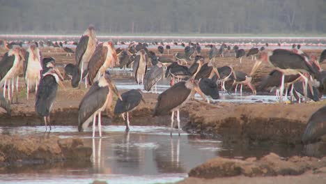 Pájaros-Antiguos-Visitan-Un-Abrevadero-En-El-Parque-Nacional-De-Nakuru,-Kenia