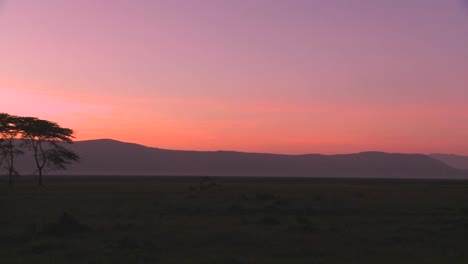 Schöne-Akazien-Bei-Sonnenaufgang-Auf-Den-Ebenen-Afrikas
