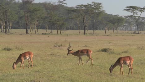 Afrikanische-Antilopen-Grasen-Auf-Den-Ebenen-Plain