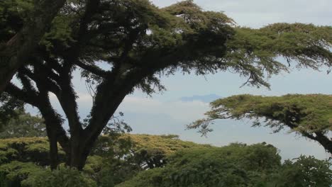 Akazienbäume-Ragen-über-Dem-Krater-Des-Ngorongoro-Kraters-In-Tansania-Auf