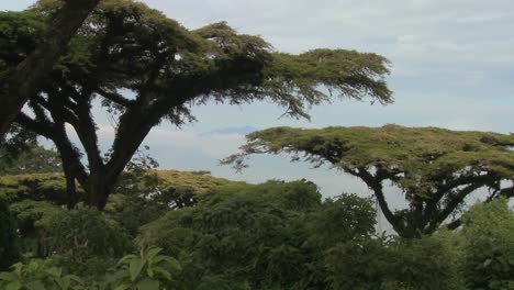 Akazien-Wachsen-An-Den-Hängen-Des-Norongoro-Kraters-In-Tansania