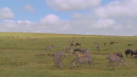 Eine-Pfanne-Durch-Die-Afrikanische-Savanne-Mit-Zebras-Und-Gnus-Grasen
