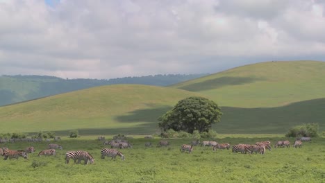 Plano-Amplio-De-Verdes-Colinas-De-África-Con-Cebras-Pastando