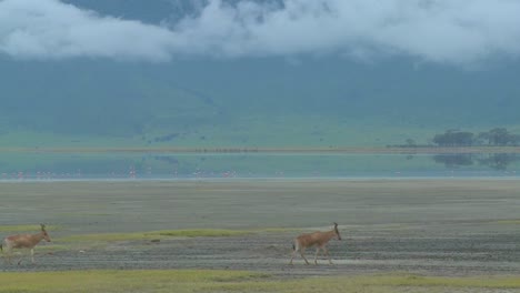 Eland-antelopes-walk-near-a-lake-on-the-plains-of-Africa