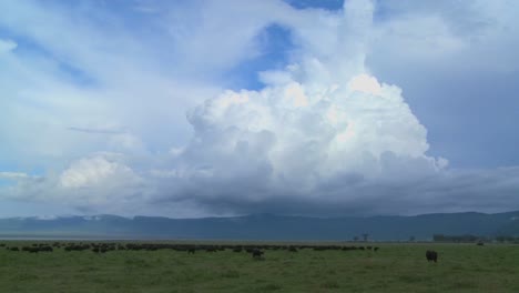 Eine-Weite-Aufnahme-Spektakulärer-Wolkenformationen-Auf-Den-Ebenen-Afrikas-Mit-Kapbüffeln,-Die-Darunter-Grasen
