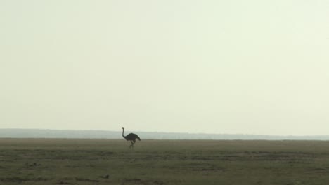 An-ostrich-walks-in-the-distance-across-the-plains-of-Africa