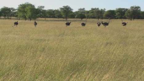 A-group-of-ostriches-stand-in-the-distance-on-the-plains-of-Africa