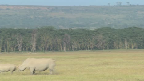 Los-Rinocerontes-Cruzan-Una-Llanura-Cubierta-De-Hierba